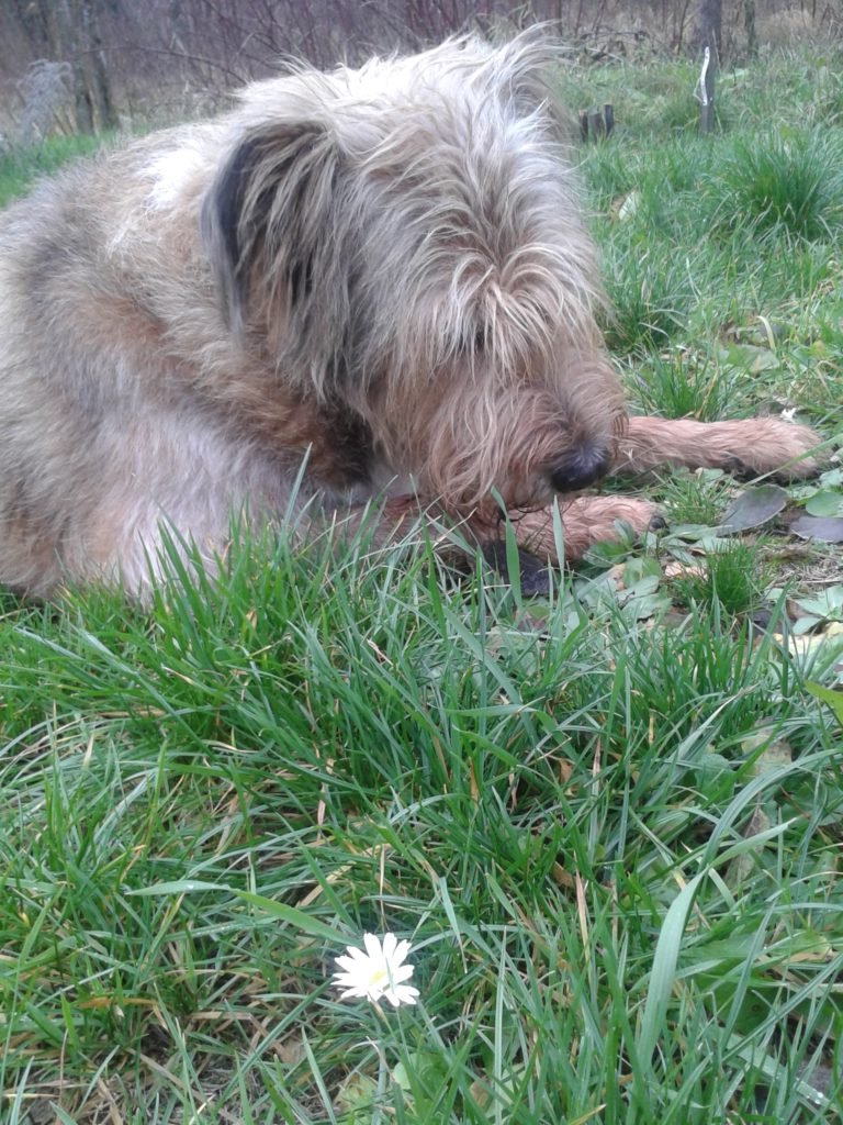 Berek-przyglada-sie-stokrotkom-ktore-pojawily-sie-w-grudniu