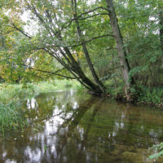 Rzeka Kośna - nasze ulubione drzewo