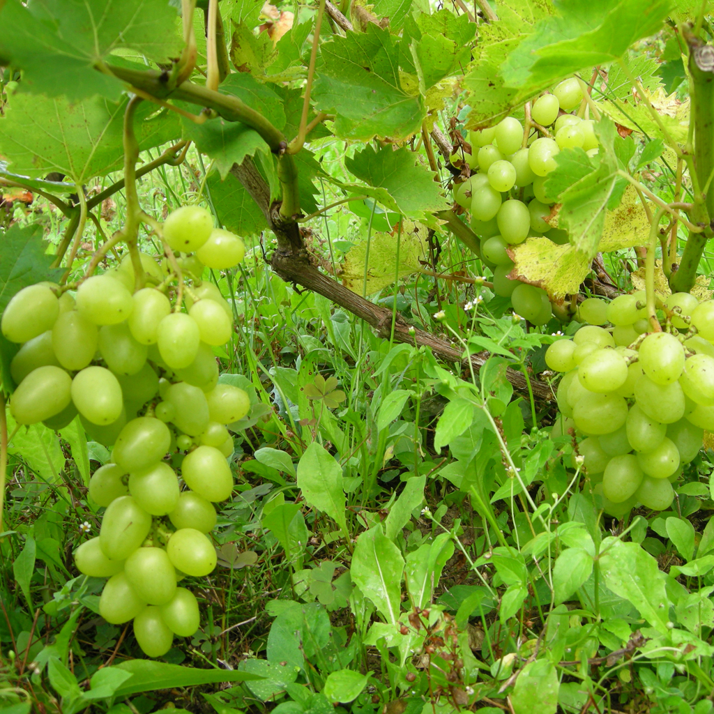 winogrona-Arkadia-1707 1024x1024